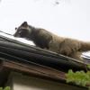 屋根に上ったハクビシン