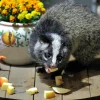 果物を食べるハクビシン