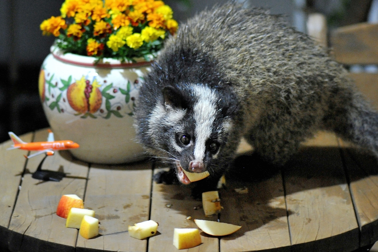 果物を食べるハクビシン