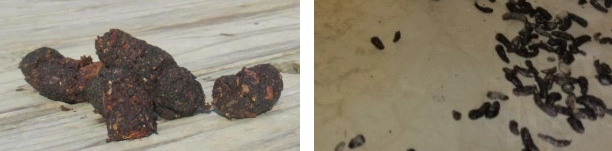 ハクビシとネズミのフンを比較