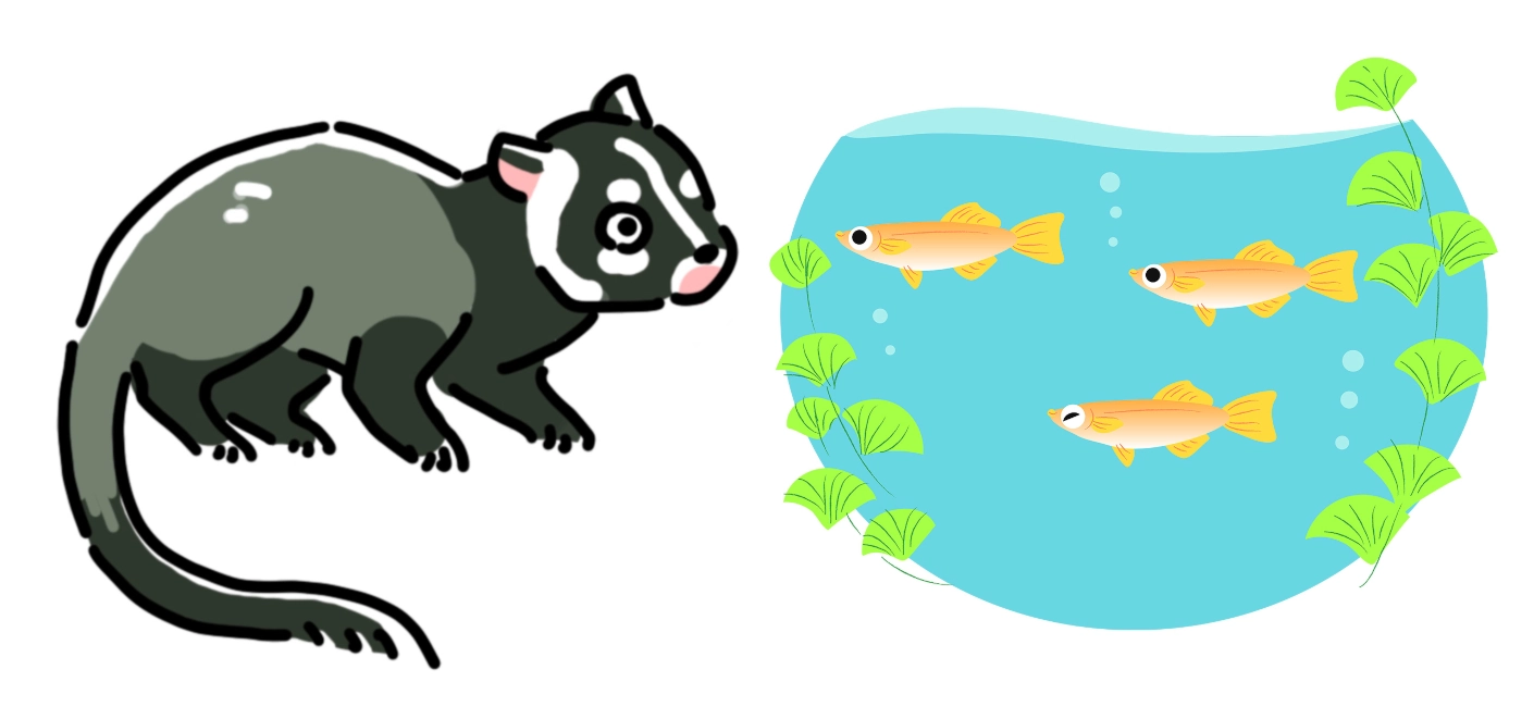 メダカを狙うハクビシン